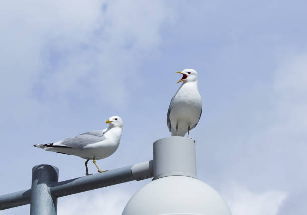 istock Low angle view view of birds perching on lamp post 1456583107