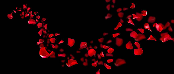 istock Rose petals fly for valentines day 1456583214