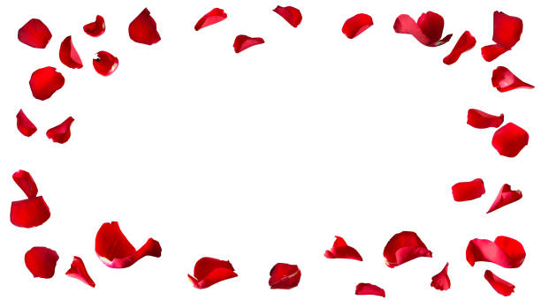 istock Red rose petals fly for valentines day 1456583220