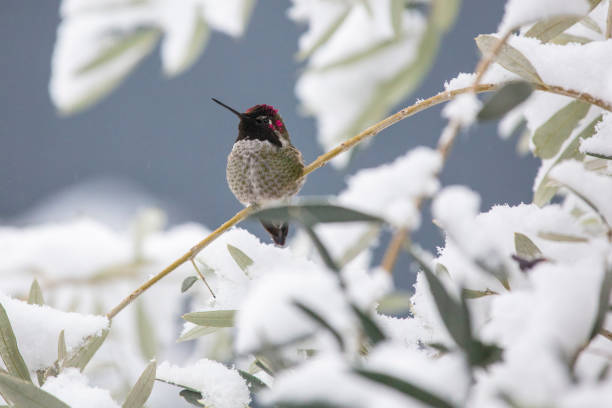 istock hummingbird on brunch in snowy weather 1456584084