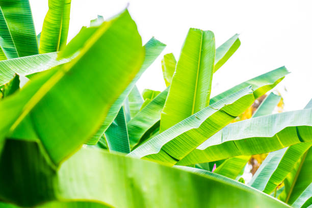Banana leaf background in nature, Thailand