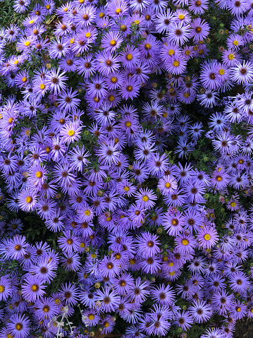 Aster Lilac Blue