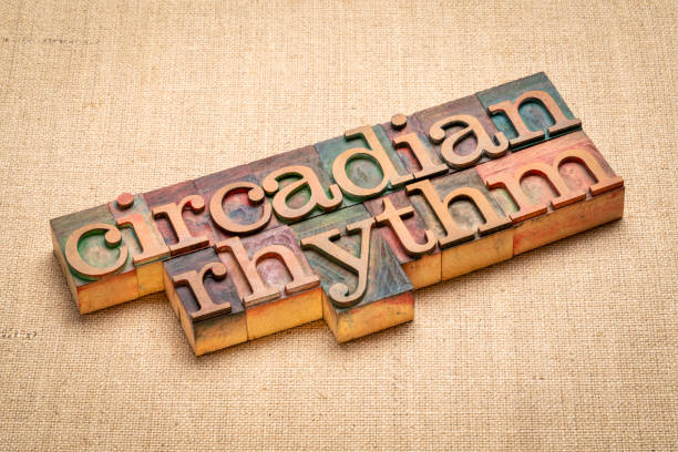 istock circadian rhythm word abstract in wood type 1456586056