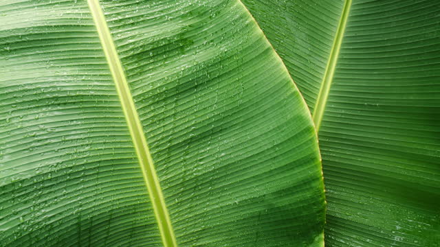 raindrops on banana leaf