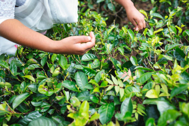 istock Tea harvest on a Sri Lankan tea plantation 1456588012