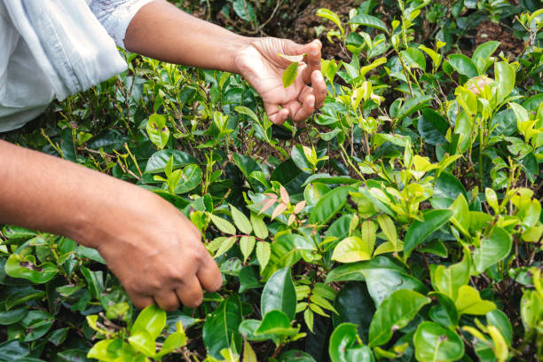 Tea harvest on a Sri Lankan tea plantation