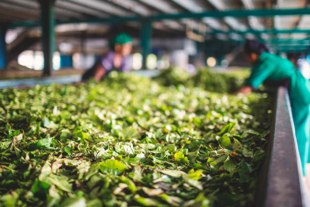 Tea production in a Sri Lankan tea factory