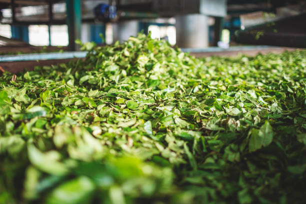 istock Tea production in a Sri Lankan tea factory 1456588170