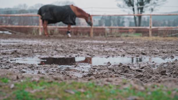 Beautiful Horse Standing in Muddy Paddock on Rainy Day
