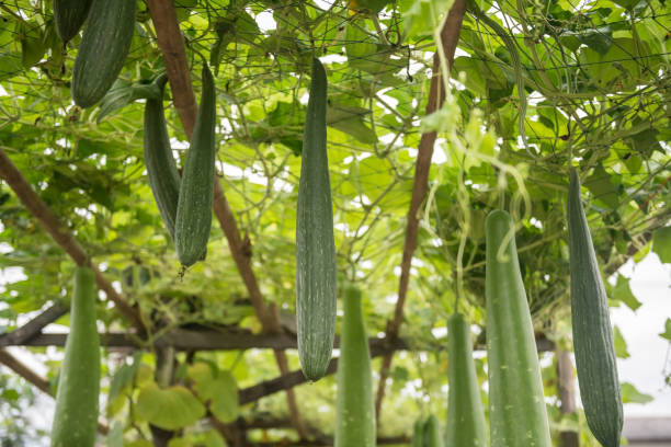 Graines De Courge Vietnamienne (Luffa Cylindrica) - Légume Ancien, Culture Biologique - Lot De 10 Graines