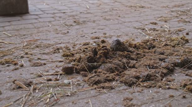 istock Fresh Horse Manure Left on Stables Paving 1456588296