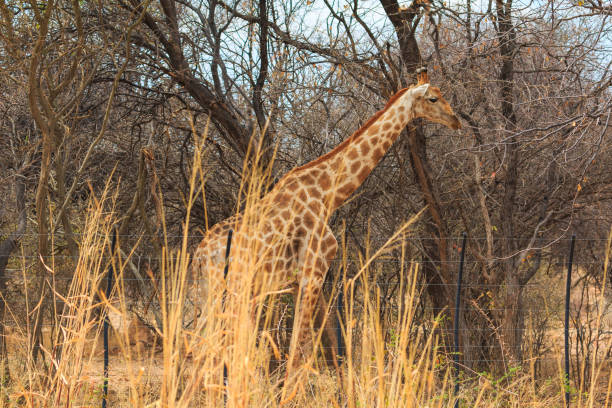 istock Giraffe in th Etosha National Park in Namibia. 1456588343