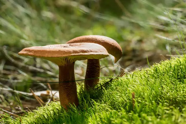 Photo of Lactarius rufus. Rufous milkcap, or the red hot milk cap edible wild fungus. Brown mushroom, natural environment background