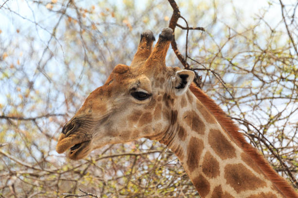 Giraffe stands by bushes, Etosha National Park in Namibia.
