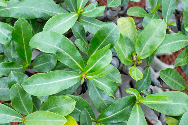 istock Adenium obesum plant. Green leaves 1456589358
