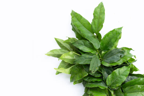 istock Fresh tiliacora triandra green leaves 1456589408