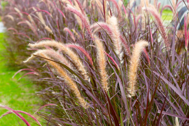 capim-fonte ou pennisetum alopecuroides - pennisetum - fotografias e filmes do acervo