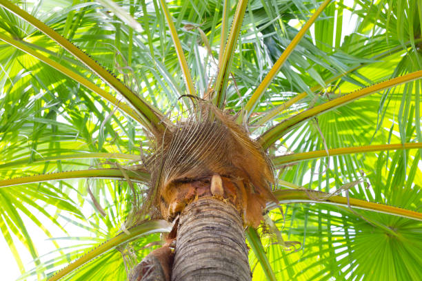 istock Palm tree. Beautiful green leaves 1456589543