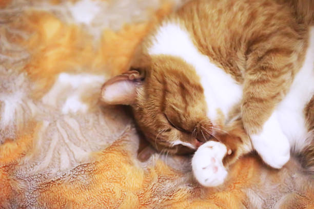 istock Ginger cat sleeping on soft white blanket, cozy home and relax concept, cute red or ginger little cat. 1456591194