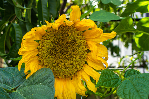 Sunflower in a garden. Close up photo of ripe sunflower.