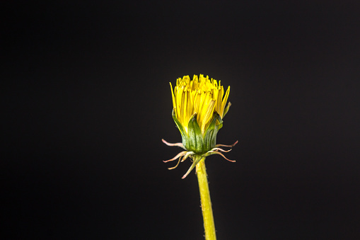 Photo of an yellow Dandelion flower blossom bloom and grow on a black background.  After flowering is finished, the dandelion flower head dries out for a day or two. The dried petals and stamens drop off, the bracts reflex (curve backwards), and the parachute ball opens into a full sphere. \nTaraxacum  is a large genus of flowering plants in the family Asteraceae, which consists of species commonly known as dandelions. The scientific and hobby study of the genus is known as taraxacology. The genus is native to Eurasia and North America, but the two most commonplace species worldwide, T. officinale (the common dandelion) and T. erythrospermum (the red-seeded dandelion), were introduced from Europe into North America, where they now propagate as wildflowers.