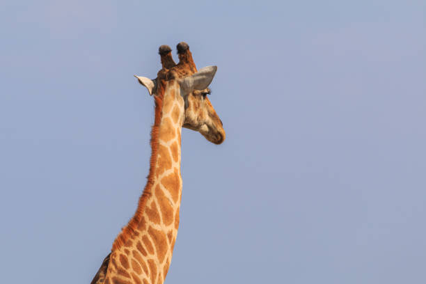 istock Giraffe in th Etosha National Park in Namibia. 1456595625
