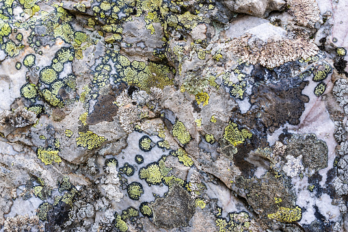 Full frame of rocks with lichens