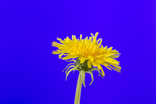 Photo of an yellow Dandelion flower blossom bloom and grow on a blue background.  After flowering is finished, the dandelion flower head dries out for a day or two. The dried petals and stamens drop off, the bracts reflex (curve backwards), and the parachute ball opens into a full sphere. 
Taraxacum  is a large genus of flowering plants in the family Asteraceae, which consists of species commonly known as dandelions. The scientific and hobby study of the genus is known as taraxacology. The genus is native to Eurasia and North America, but the two most commonplace species worldwide, T. officinale (the common dandelion) and T. erythrospermum (the red-seeded dandelion), were introduced from Europe into North America, where they now propagate as wildflowers.