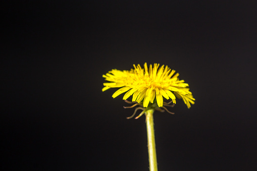 Photo of an yellow Dandelion flower blossom bloom and grow on a black background.  After flowering is finished, the dandelion flower head dries out for a day or two. The dried petals and stamens drop off, the bracts reflex (curve backwards), and the parachute ball opens into a full sphere. 
Taraxacum  is a large genus of flowering plants in the family Asteraceae, which consists of species commonly known as dandelions. The scientific and hobby study of the genus is known as taraxacology. The genus is native to Eurasia and North America, but the two most commonplace species worldwide, T. officinale (the common dandelion) and T. erythrospermum (the red-seeded dandelion), were introduced from Europe into North America, where they now propagate as wildflowers.