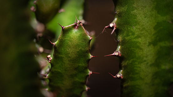 Sharp and pointy green cactus close up with the flash light