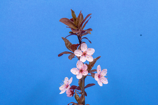 Wild plum blooming against blue background. Prunus growing in photo. Purple leaf plum trees (Prunus cerasifera) are small deciduous trees. Their habit is either erect or spreading. The slender branches fill with fragrant, showy flowers in springtime. The pale pink flowers develop into purple drupes in summer. These fruit are appreciated by wild birds and are also edible for humans. The bark is quite ornamental as well. It is dark brown and fissured.