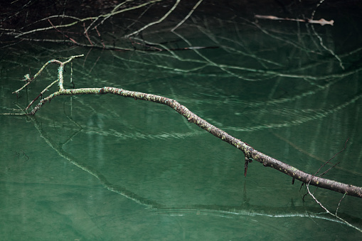 Winter. A tree branch reaches over a small pond.