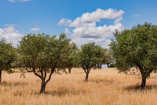 Olive trees in a dry meadow in Alentejo in front of fair weather clouds, Portugal