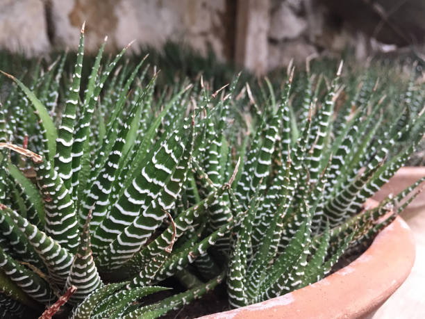 istock Aloe vera plant. Close-up succulent plant 1456597061