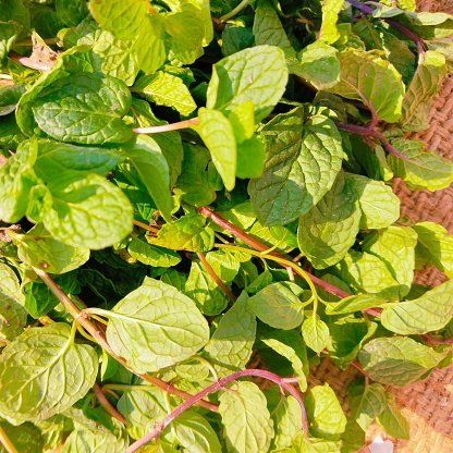 Green peppermint mint leaves aromatic flavoring vegetable spice food ingredient pudina menta herb menthe poivree image hortela-pimenta closeup view photo