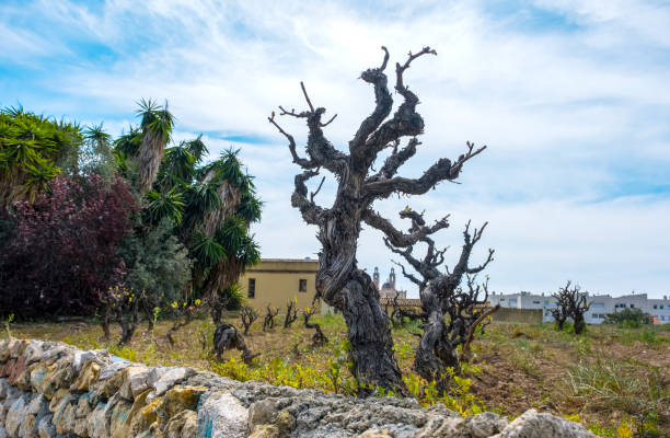 Old vine tree stem in a vineyard. Sant Pere de Ribes, Catalonia