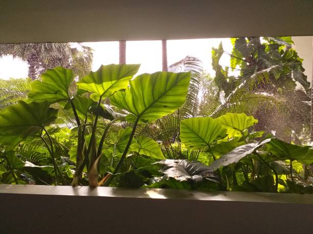 istock Tropical plants bushes growing next to open building window 1456598702