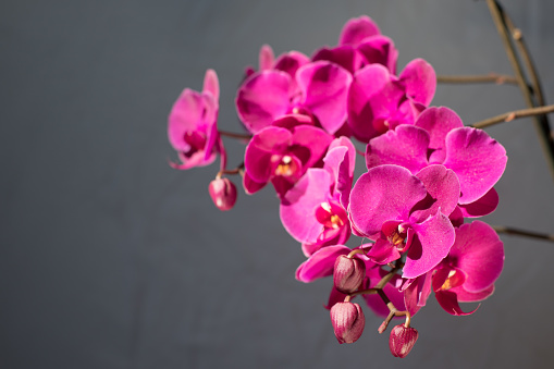 orchidea flower