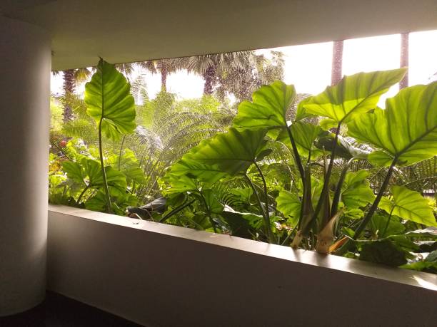 istock Tropical plants bushes growing next to open building window 1456599052