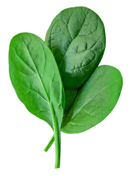 Pile of fresh green baby spinach leaves isolated on white background. Espinach Close up. Flat lay. Food concept. Pile of fresh green baby spinach leaves isolated on white background. Espinach Close up. Flat lay. Food concept. spinach stock pictures, royalty-free photos & images