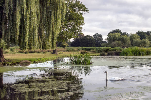 istock Swan on a cloudy morning in Bushy Park 1456600012