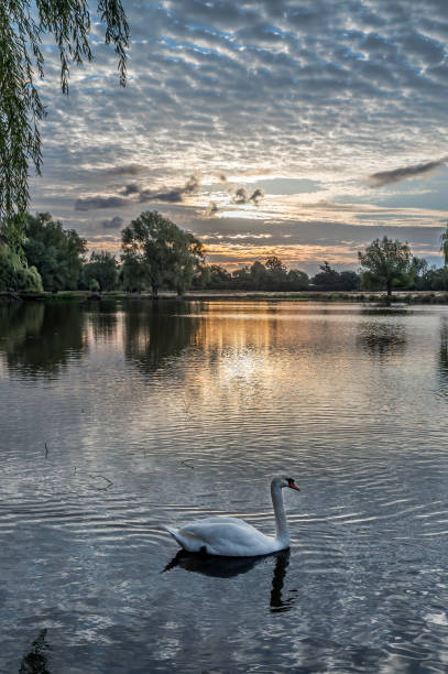 istock Swan swimming by with sunrise behind 1456600042