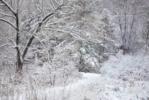 Winter forest with snow covered hiking trail in Don Valley Brick Works Park in Toronto, Ontario, Canada