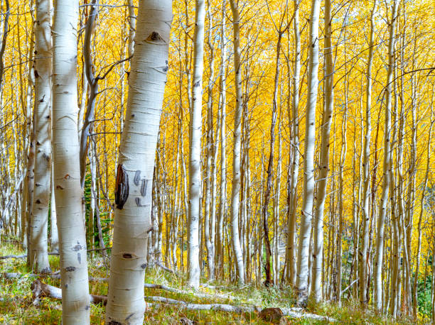 istock Autumn Aspen grove with plenty of fall color 1456601042