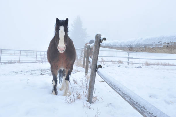 istock Clydesdale along fence 1456601501
