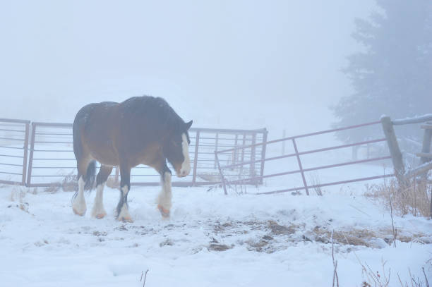 istock Walking the fence line 1456601552
