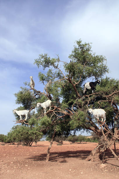 istock Famous moroccan scene - goats on the argan tree (Argania spinosa), Morocco, North Africa 1456602913