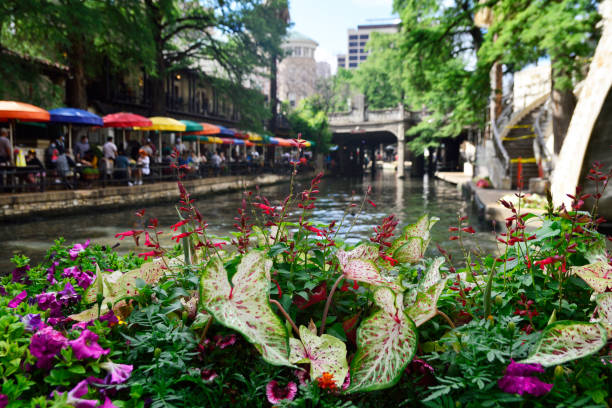 샌안토니오 강변의 아름다운 꽃들 - san antonio riverwalk downtown district river 뉴스 사진 이미지