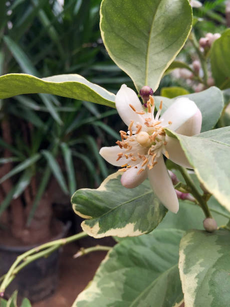 istock Lemon flowers in a greenhouse 1456606351