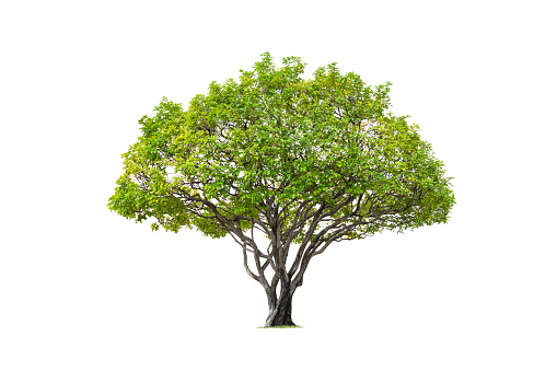 Beautiful big Canopy Tree on isolated white background with Clipping Path